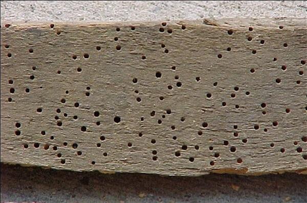 Mọt gỗ sinh ra từ đâu và các cách diệt tận gốc?