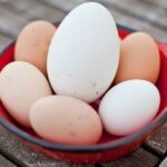 Hướng dẫn cách luộc trứng ngỗng cho bà bầu giàu dinh dưỡng